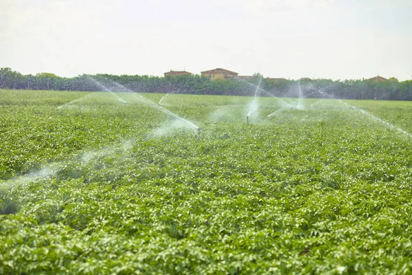 灌漑スプリンクラーが植物に散水してジャガイモ畑の風景 農業出版に最適 — ストック写真