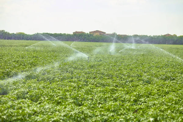 Kartoffelfeldlandschaft Mit Bewässerungsregner Der Die Pflanzen Bewässert Großartig Für Die — Stockfoto