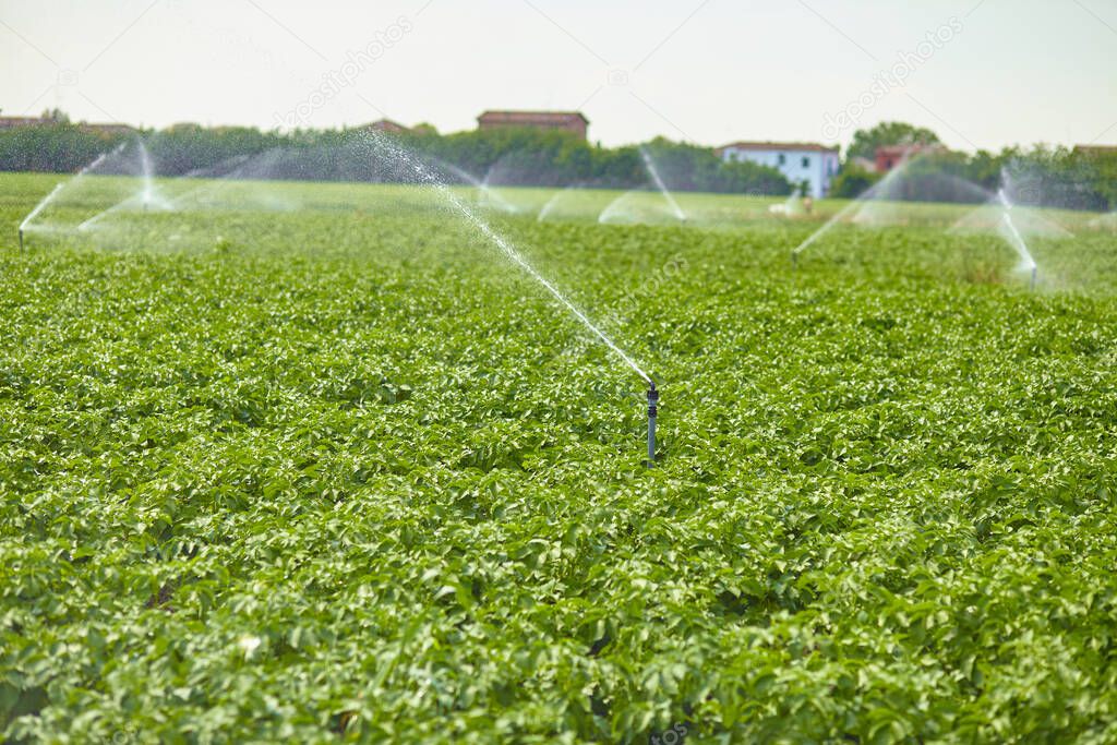 Potato field landscape with irrigation sprinkler watering the plants. Great for agriculture publication.