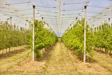 Yazın ağaçlarla dolu bir sera. 
