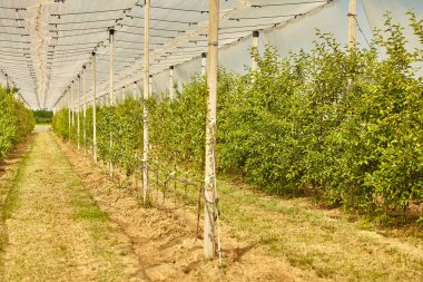 Yazın ağaçlarla dolu bir sera. 