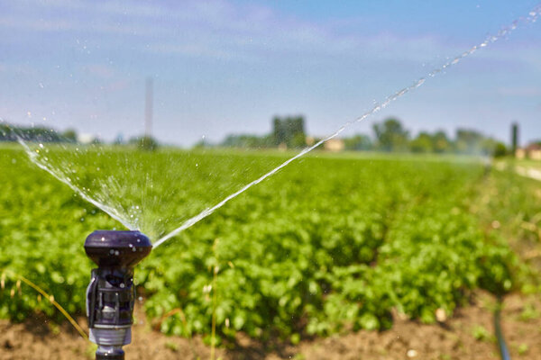Potato field landscape with irrigation sprinkler watering the plants. Great for agriculture publication.