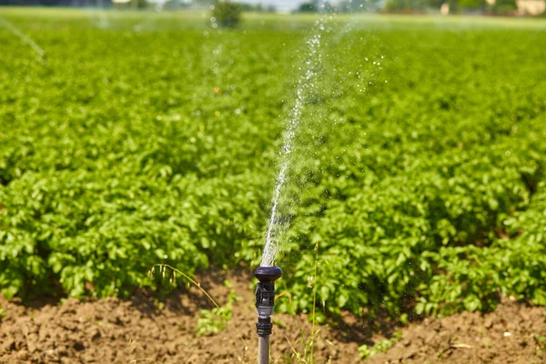 Potatisfält Landskap Med Bevattning Sprinkler Vattna Växterna Perfekt För Jordbruk — Stockfoto