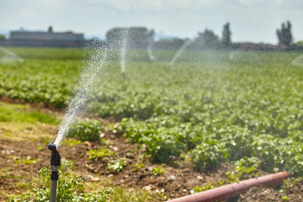 Potato Field Landscape Irrigation Sprinkler Watering Plants Great Agriculture Publication — Stock Photo, Image