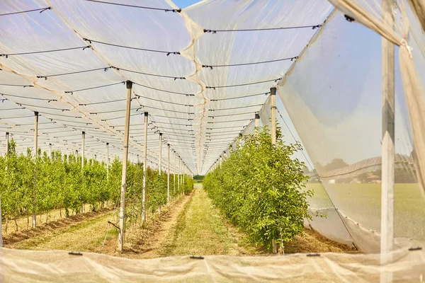 Une Serre Pleine Arbres Été — Photo