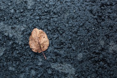 yapraklar üzerinde asfalt yol