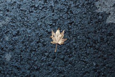 yapraklar üzerinde asfalt yol