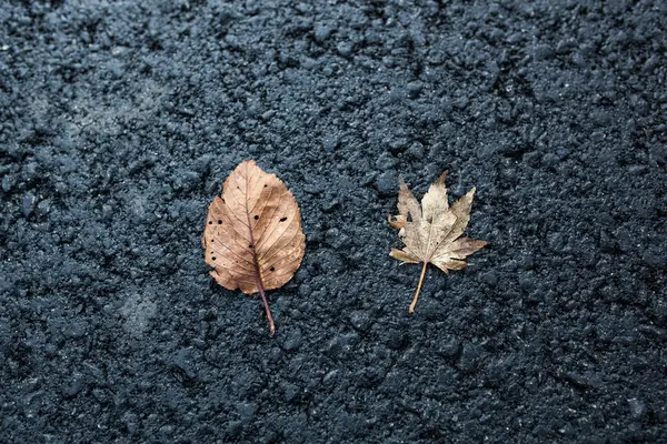 Листья на асфальтовом пути — стоковое фото