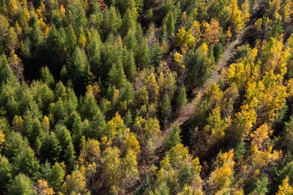 Malebná krajina pohled nad lesem — Stock fotografie