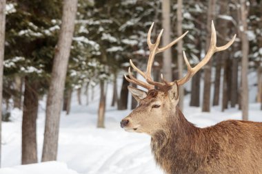 büyük yetişkin elk
