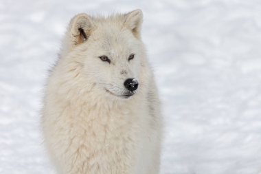 büyük yetişkin Arctic kurt