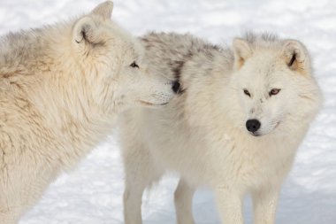 büyük yetişkin Arctic kurt