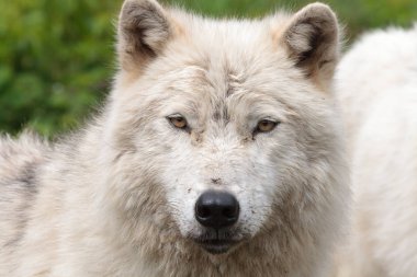 büyük yetişkin Arctic kurt