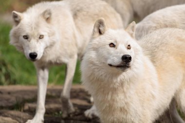 büyük yetişkin Arctic kurt