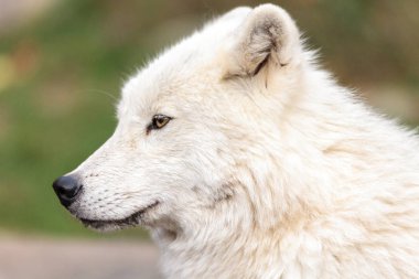 büyük yetişkin Arctic kurt