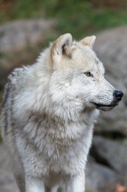 büyük yetişkin Arctic kurt