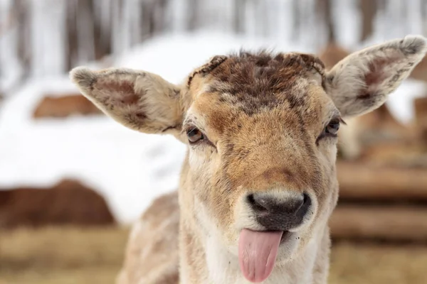 Veado da sarjeta na neve — Fotografia de Stock