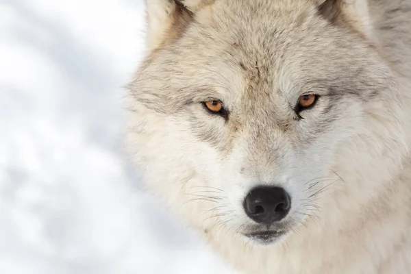 Large adult Arctic wolf — Stock Photo, Image