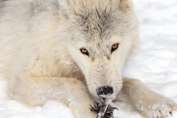 Молодий арктичний вовк на снігу — стокове фото