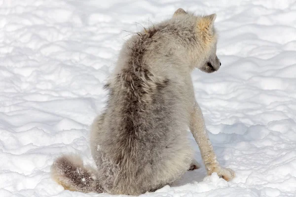 Jugendlicher arktischer Wolf im Schnee — Stockfoto