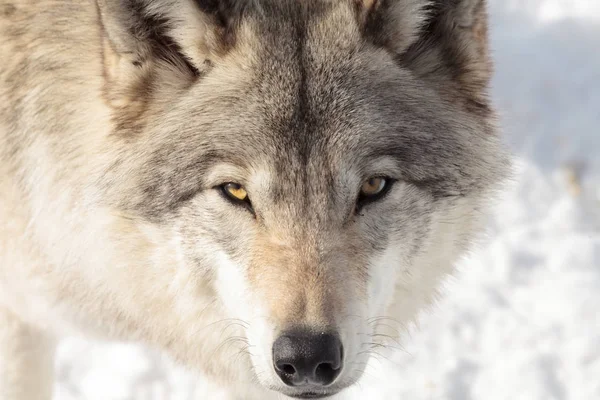 large adult timber wolf