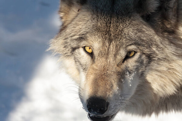 Piercing stare of a timber wolf (grey wolf) in winter.