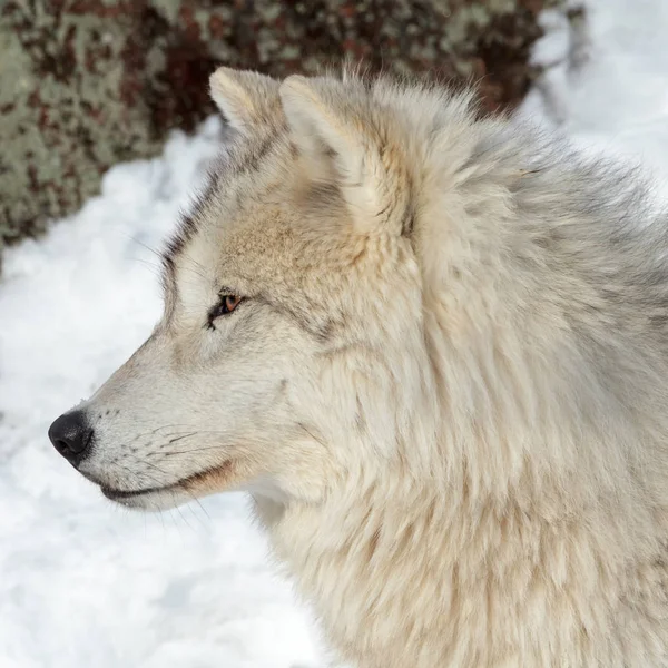 Великі дорослі арктичних вовк — стокове фото