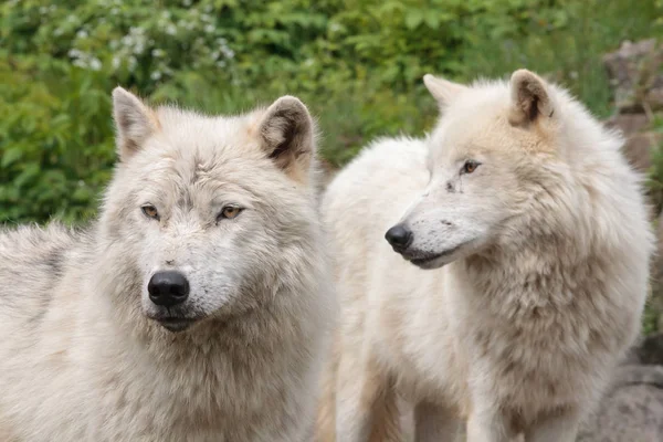 Великі дорослі арктичних вовк — стокове фото