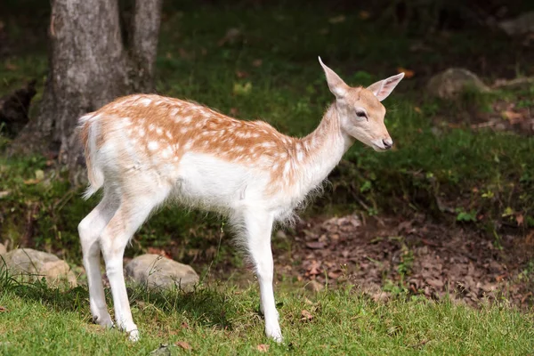 Juvenile fallow deer — Stock Photo, Image