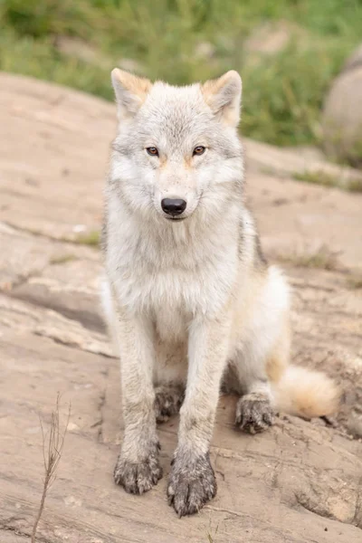 juvenile Arctic wolf
