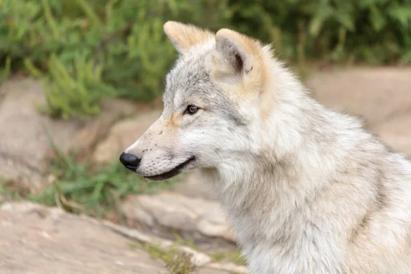 Młodzieńcze Arctic wolf w lecie Zdjęcie Stockowe