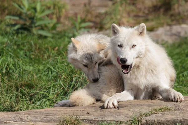 Juvenile arctic wolf and mother Stock Picture