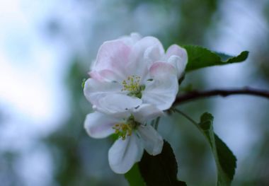 çiçekli elma ağacı 