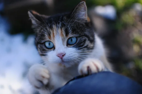 Sight.  A beautiful cat with amazing eyes — Stock Photo, Image