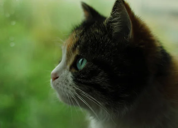 A vista. Um belo gato com olhos incríveis — Fotografia de Stock