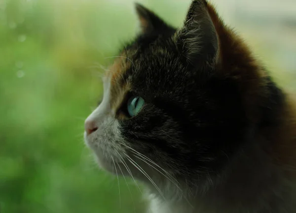 Görme. Harika gözleri ile güzel bir kedi — Stok fotoğraf