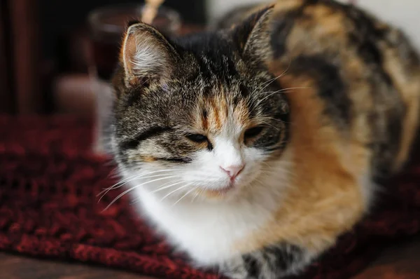 Pet puszysty. Ładny kotek — Zdjęcie stockowe