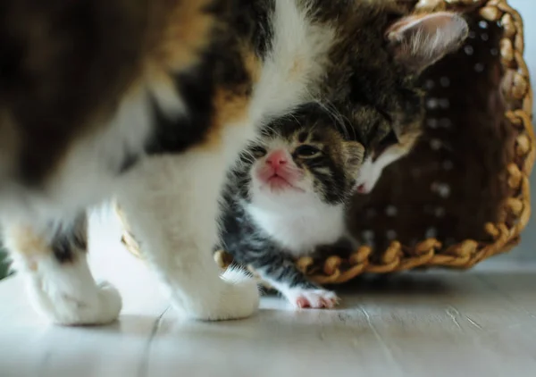 En katt med kattungar. — Stockfoto