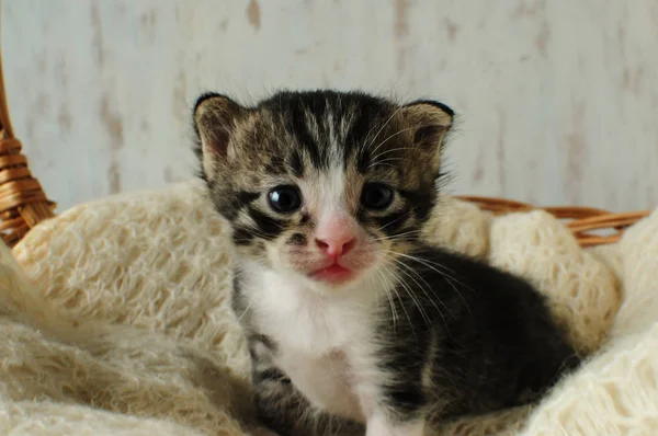 Kittens. Kleine, mooie wezens. — Stockfoto