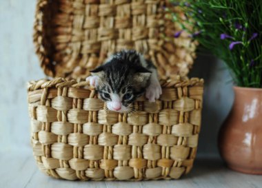 Yavru kedi. Küçük, sevimli yaratıklar. 