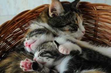  Yavru kedi ile a kedi.