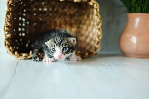 Kattungar. Små, ljuvliga varelser. — Stockfoto