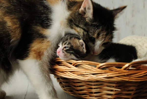 Yavru kedi ile a kedi. — Stok fotoğraf