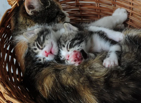  Yavru kedi ile a kedi.