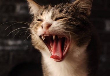 Kedi. A evde beslenen hayvan.