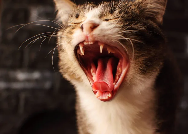 Kedi. A evde beslenen hayvan. 