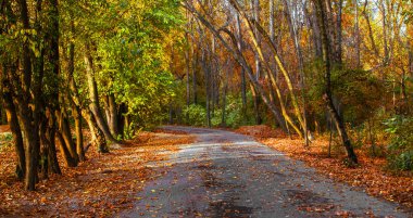 Güzel sonbahar manzarası. 