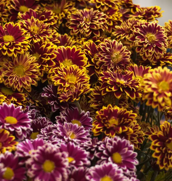 花の花束。春の花。美容. — ストック写真
