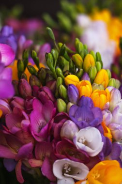 Çiçek demetleri. Bahar çiçekleri. Güzellik.