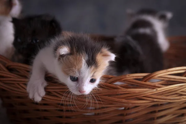 Små Söta Kattungar Söta Fluffiga Kattungar Härliga Varelser — Stockfoto